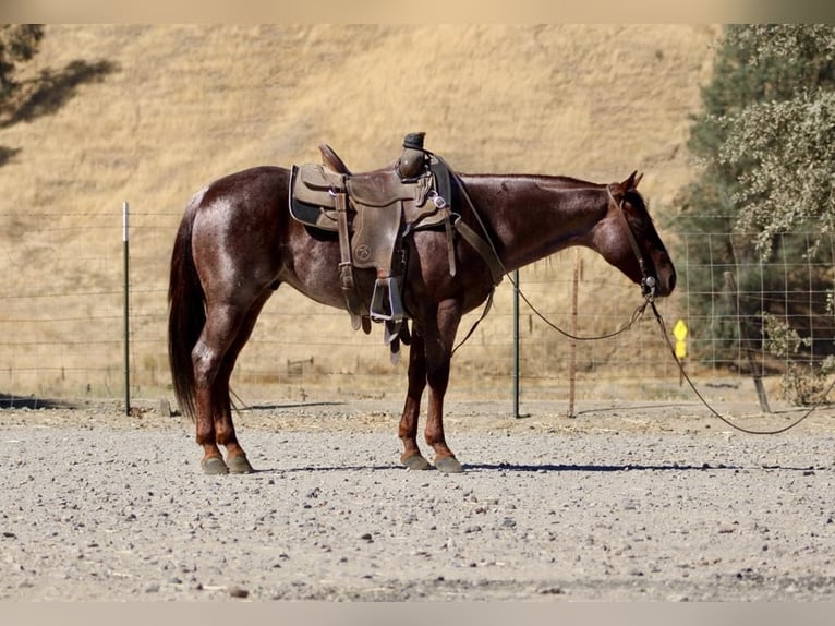 Quarter horse américain Hongre 8 Ans 142 cm Rouan Rouge in Paicines, CA