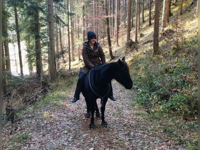 Quarter horse américain Hongre 8 Ans 144 cm Noir in Land-Übelbach