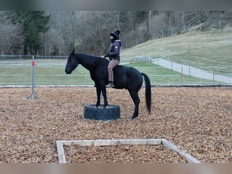 Quarter horse américain Hongre 8 Ans 144 cm Noir in Land-Übelbach