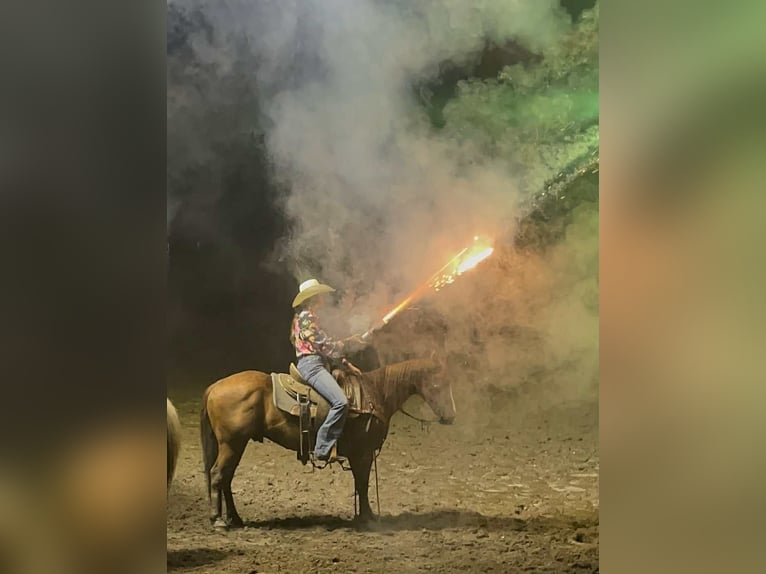 Quarter horse américain Hongre 8 Ans 145 cm Alezan brûlé in Libson IA