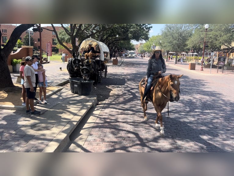 Quarter horse américain Hongre 8 Ans 145 cm Alezan cuivré in Weatherford TX