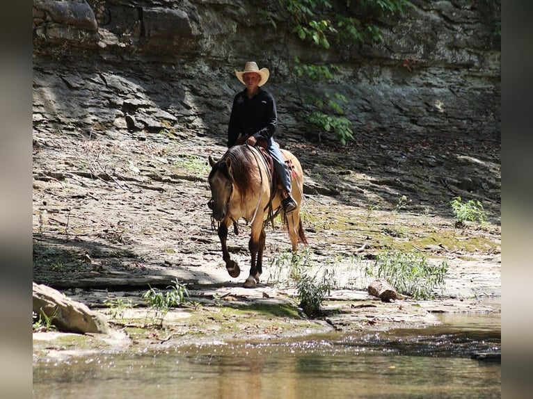 Quarter horse américain Hongre 8 Ans 145 cm Buckskin in Mount Vernon