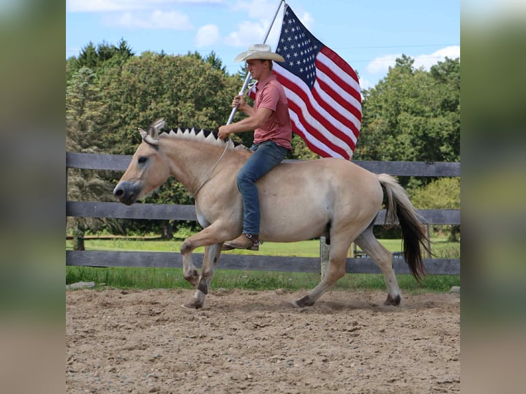 Quarter horse américain Hongre 8 Ans 145 cm Buckskin in Howell, MI
