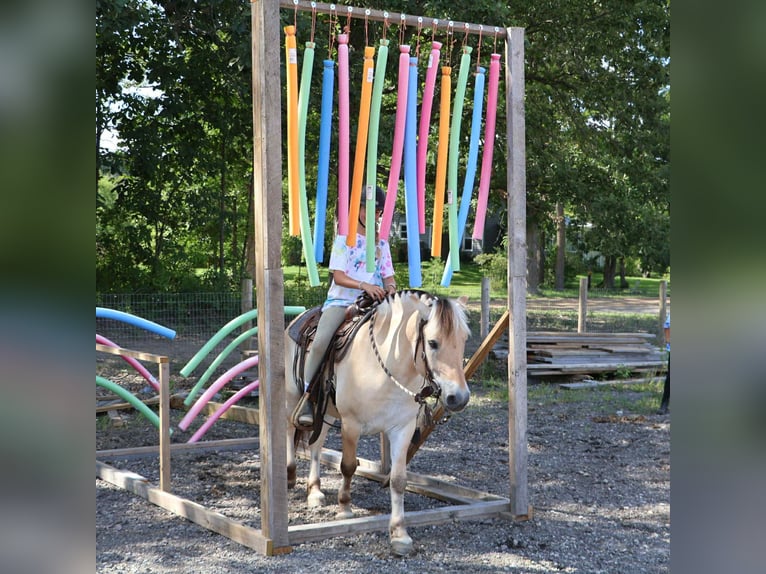 Quarter horse américain Hongre 8 Ans 145 cm Buckskin in Howell, MI