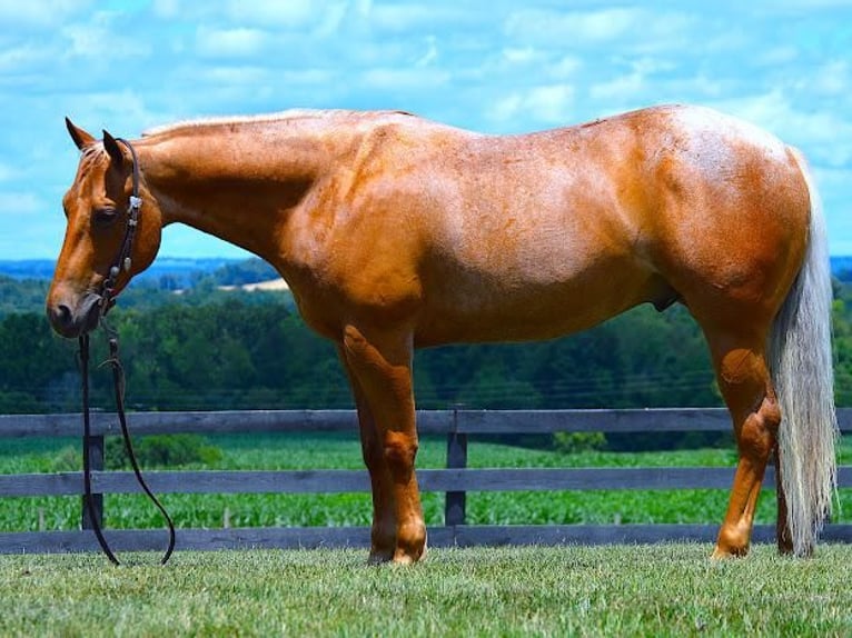Quarter horse américain Hongre 8 Ans 145 cm Palomino in Fredericksburg, OH