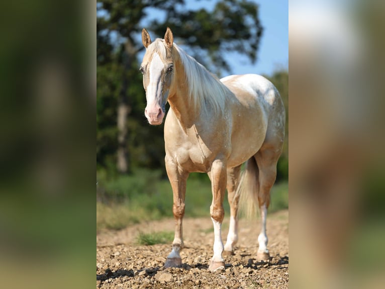 Quarter horse américain Hongre 8 Ans 145 cm Palomino in Cole Camp MO