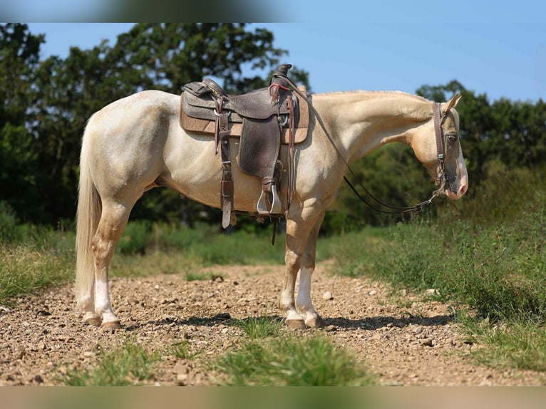 Quarter horse américain Hongre 8 Ans 145 cm Palomino in Cole Camp MO