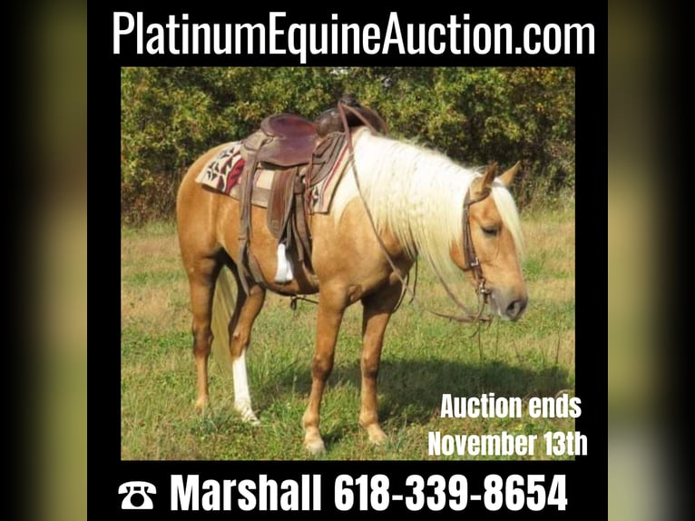 Quarter horse américain Hongre 8 Ans 145 cm Palomino in Effingham IL