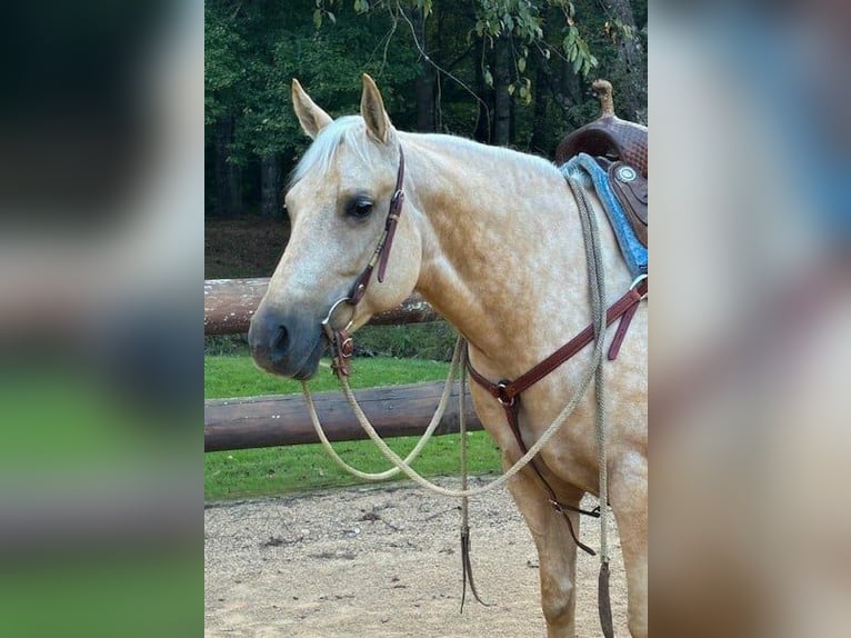 Quarter horse américain Hongre 8 Ans 145 cm Palomino in Galax, VA