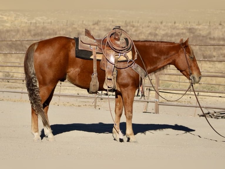 Quarter horse américain Hongre 8 Ans 147 cm Alezan brûlé in Paicines CA