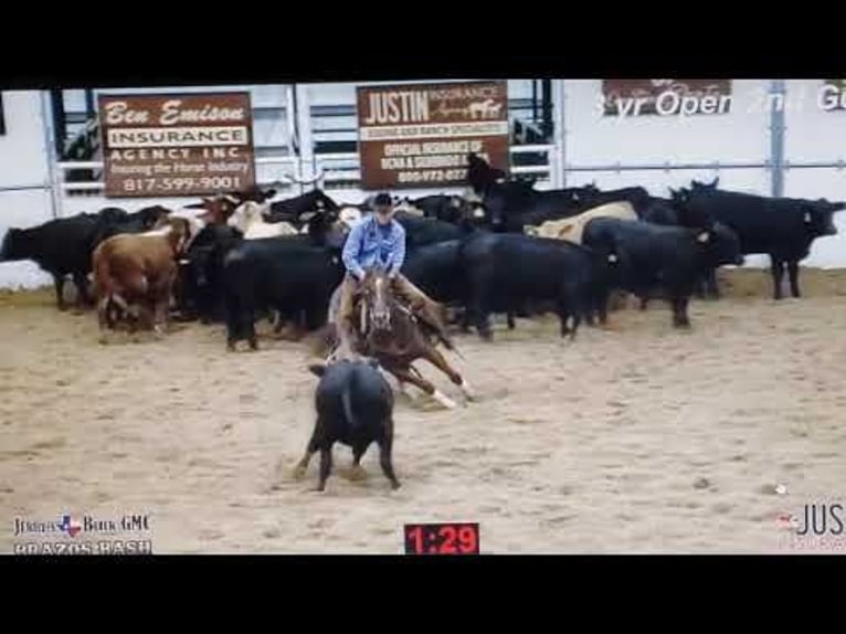 Quarter horse américain Hongre 8 Ans 147 cm Alezan brûlé in Rossville TN