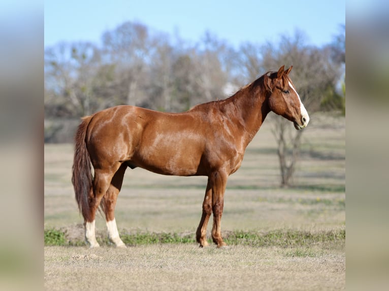 Quarter horse américain Hongre 8 Ans 147 cm Alezan brûlé in Athens