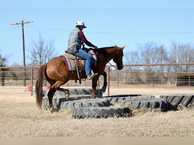 Quarter horse américain Hongre 8 Ans 147 cm Alezan brûlé in Athens