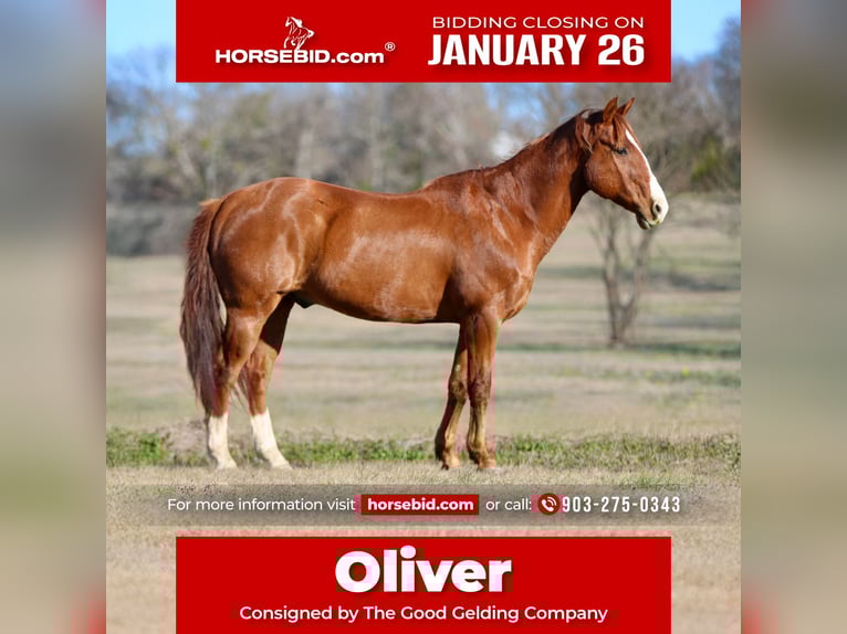 Quarter horse américain Hongre 8 Ans 147 cm Alezan brûlé in Athens