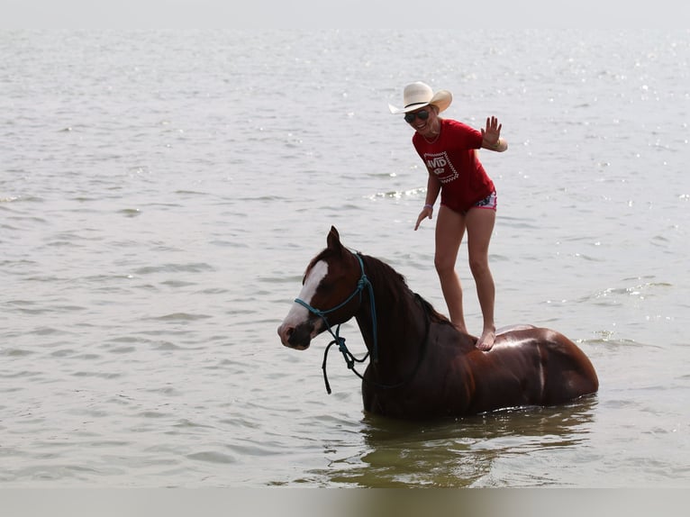 Quarter horse américain Hongre 8 Ans 147 cm Alezan cuivré in Pilot Point