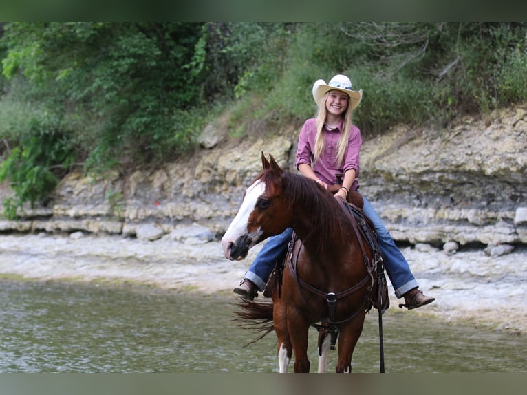 Quarter horse américain Hongre 8 Ans 147 cm Alezan cuivré in Pilot Point