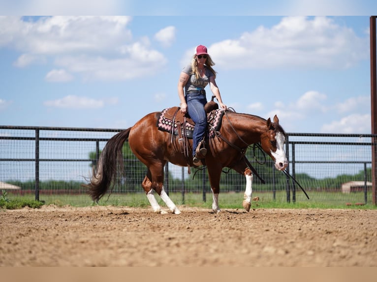 Quarter horse américain Hongre 8 Ans 147 cm Alezan cuivré in Pilot Point