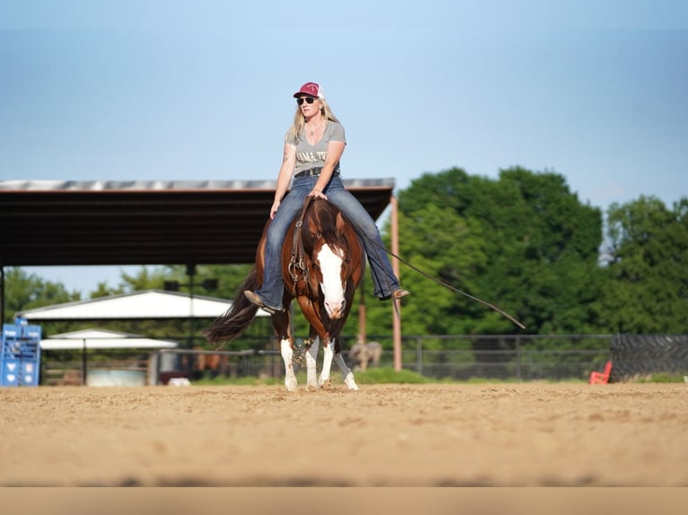 Quarter horse américain Hongre 8 Ans 147 cm Alezan cuivré in Pilot Point