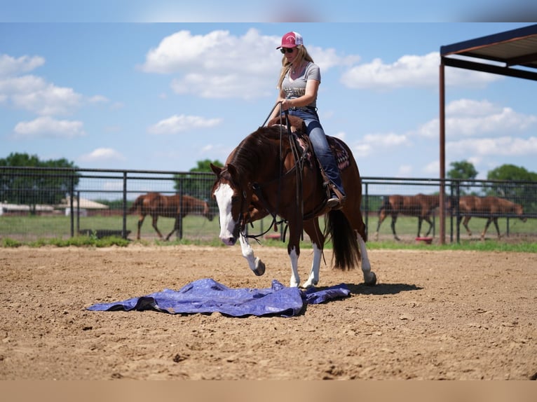 Quarter horse américain Hongre 8 Ans 147 cm Alezan cuivré in Pilot Point