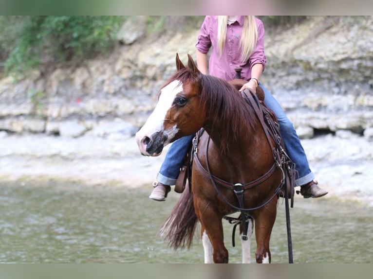 Quarter horse américain Hongre 8 Ans 147 cm Alezan cuivré in Pilot Point