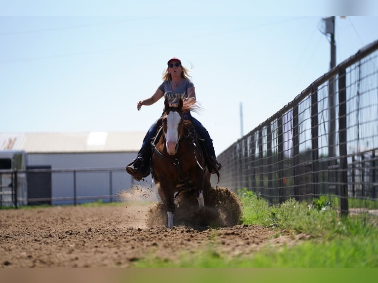 Quarter horse américain Hongre 8 Ans 147 cm Alezan cuivré in Pilot Point