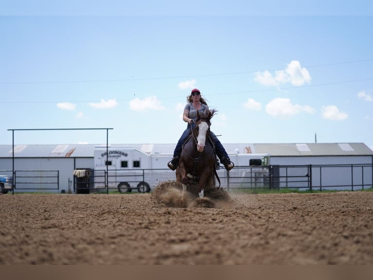 Quarter horse américain Hongre 8 Ans 147 cm Alezan cuivré in Pilot Point