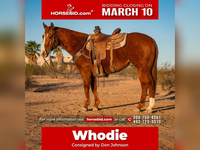 Quarter horse américain Hongre 8 Ans 147 cm Alezan cuivré in Wittmann, AZ