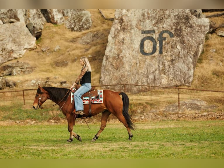Quarter horse américain Hongre 8 Ans 147 cm Bai cerise in Quitman