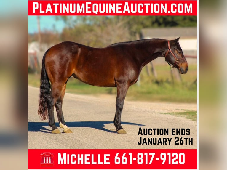 Quarter horse américain Hongre 8 Ans 147 cm Bai cerise in STEPHENVILLE, TX