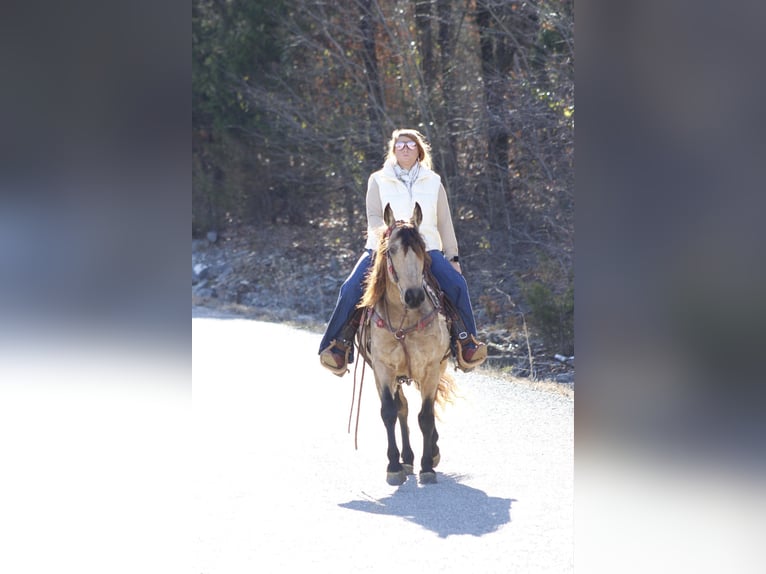 Quarter horse américain Hongre 8 Ans 147 cm Buckskin in Mt. Hope, AL