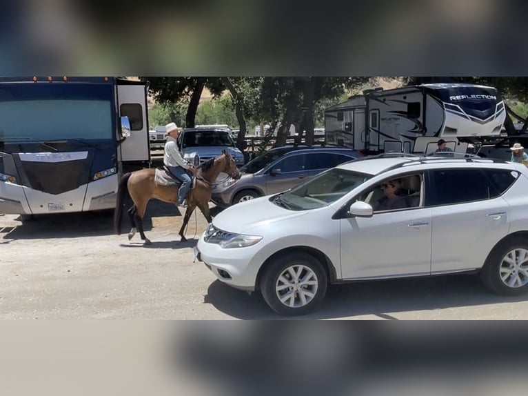 Quarter horse américain Hongre 8 Ans 147 cm Buckskin in Paicines CA