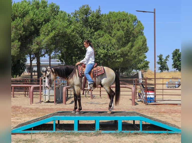 Quarter horse américain Hongre 8 Ans 147 cm Buckskin in Pleasant Grove, CA