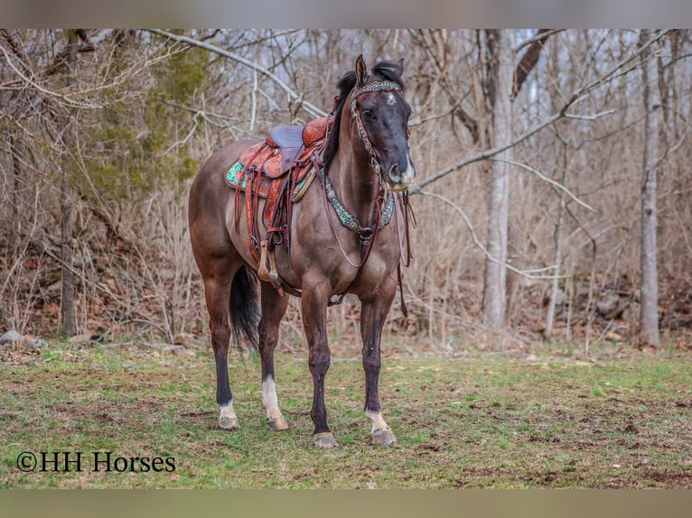 Quarter horse américain Hongre 8 Ans 147 cm Grullo in Flemingsburg KY