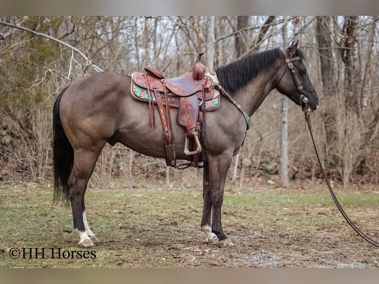 Quarter horse américain Hongre 8 Ans 147 cm Grullo in Flemingsburg KY