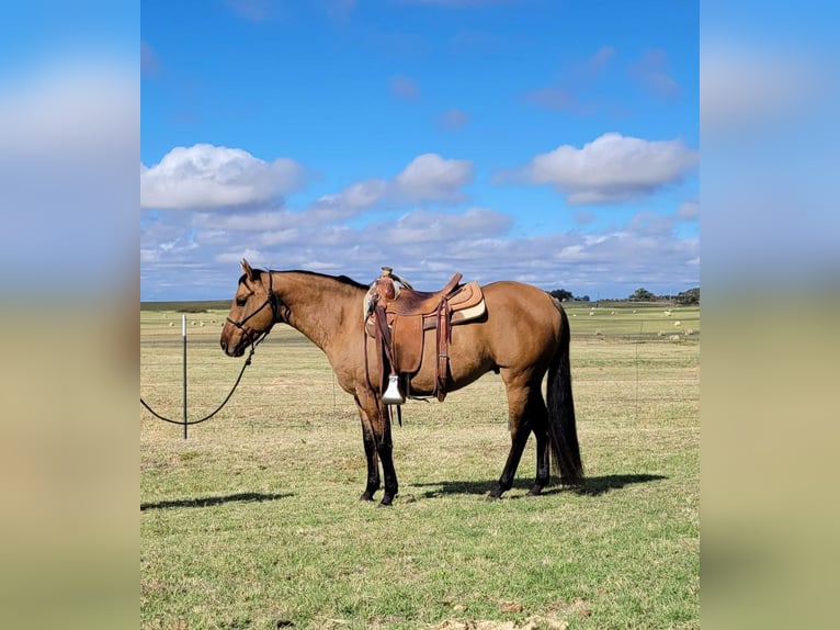 Quarter horse américain Hongre 8 Ans 147 cm Isabelle in Rising Star TX