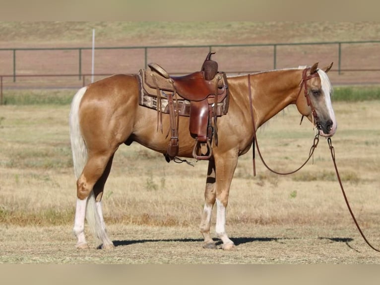 Quarter horse américain Croisé Hongre 8 Ans 147 cm Palomino in Pilot Point, TX