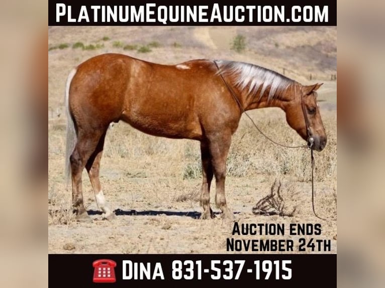 Quarter horse américain Hongre 8 Ans 147 cm Palomino in Paicines CA