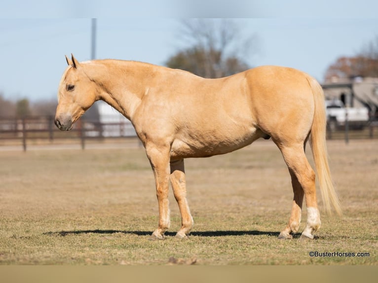 Quarter horse américain Hongre 8 Ans 147 cm Palomino in Weatherford TX