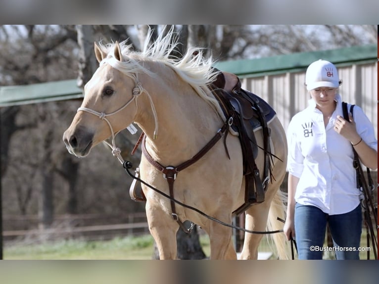 Quarter horse américain Hongre 8 Ans 147 cm Palomino in Weatherford TX
