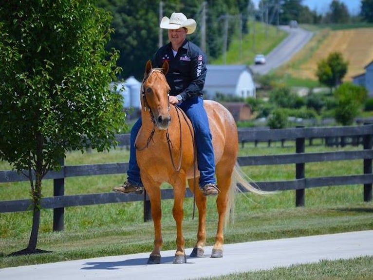 Quarter horse américain Hongre 8 Ans 147 cm Palomino in Wooster, OH