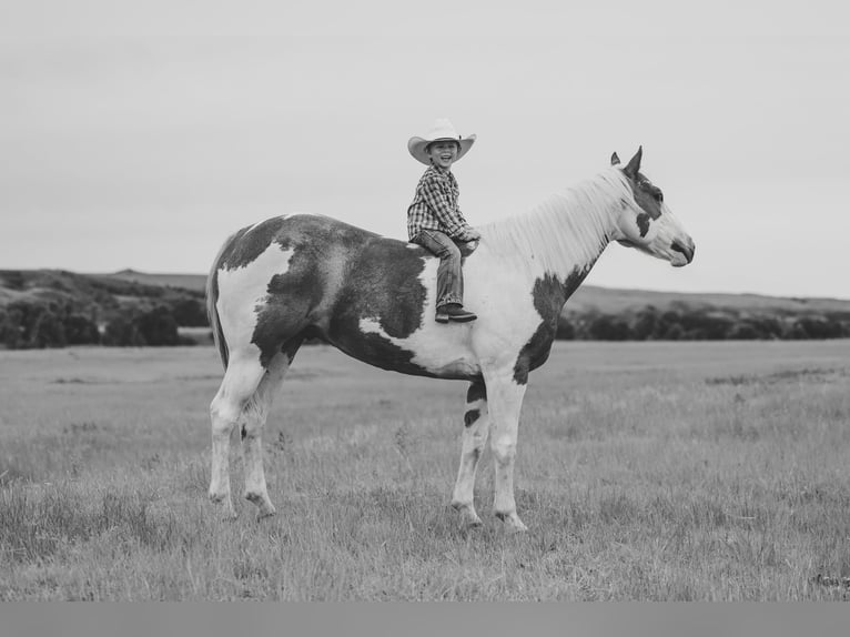 Quarter horse américain Hongre 8 Ans 147 cm Pinto in Elkhart Quarter horse américain Hongre 8 Ans 147 cm Pinto in Elkhart