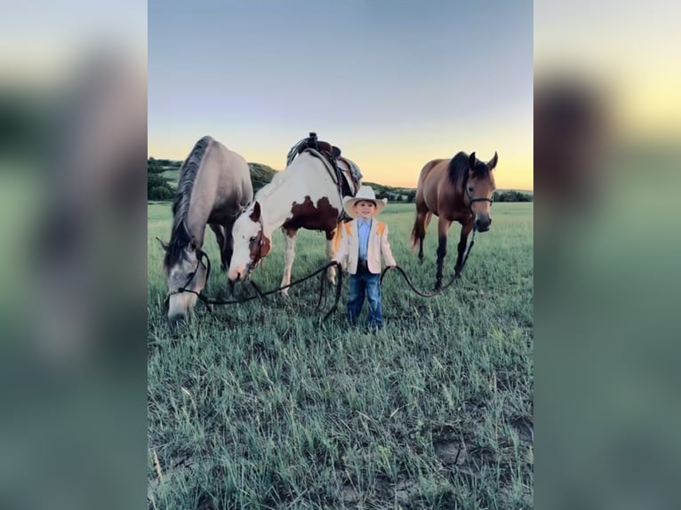 Quarter horse américain Hongre 8 Ans 147 cm Pinto in Elkhart