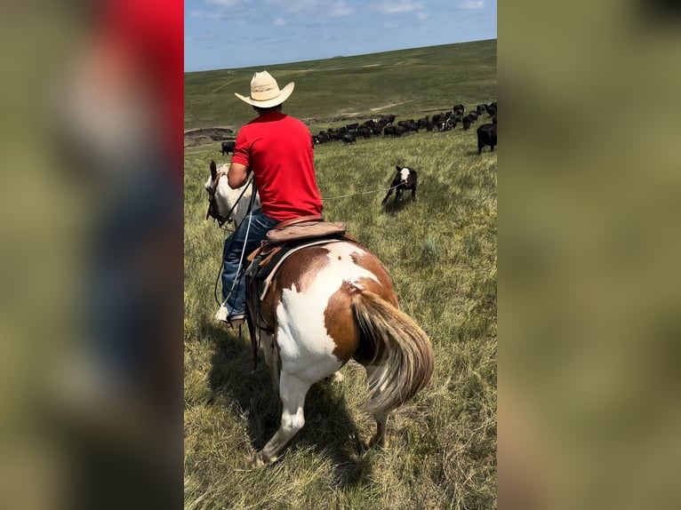 Quarter horse américain Hongre 8 Ans 147 cm Pinto in Elkhart