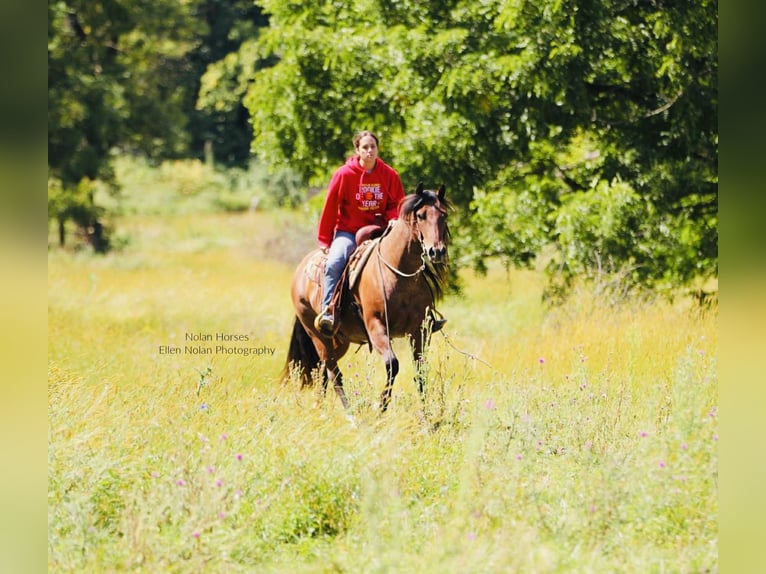 Quarter horse américain Hongre 8 Ans 147 cm Rouan Rouge in Peosta