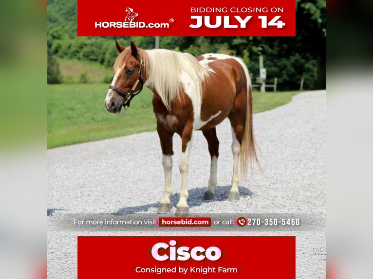 Quarter horse américain Hongre 8 Ans 147 cm in Princeton, KY