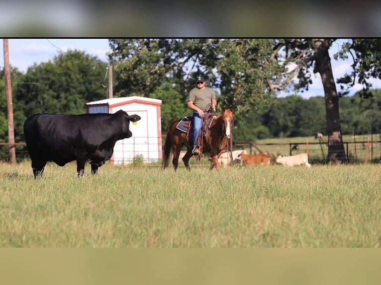Quarter horse américain Hongre 8 Ans 150 cm Alezan brûlé in Canton TX