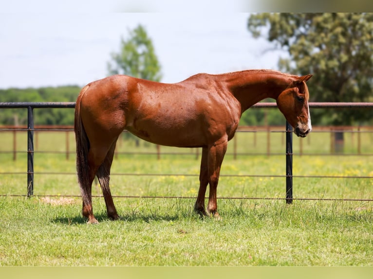 Quarter horse américain Hongre 8 Ans 150 cm Alezan brûlé in Canton TX