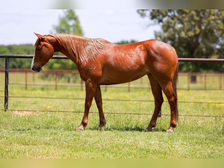 Quarter horse américain Hongre 8 Ans 150 cm Alezan brûlé in Canton TX
