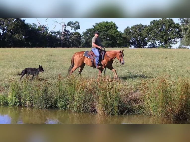 Quarter horse américain Hongre 8 Ans 150 cm Alezan brûlé in Canton TX