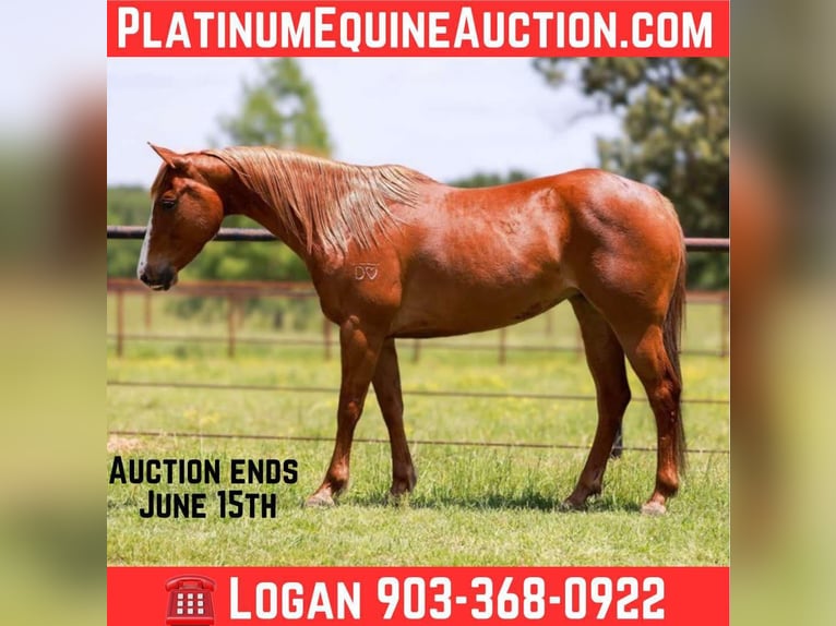 Quarter horse américain Hongre 8 Ans 150 cm Alezan brûlé in Canton TX